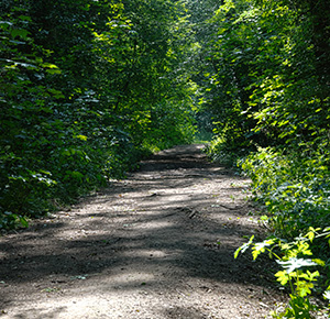 A sunny day at Hem Heath Woods, looking at a path through the trees